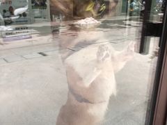-联萌宠物医院(猫病专科)