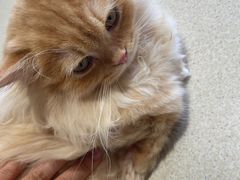 -藏猫猫咖啡主题馆(中央大道店)