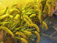 -王婆炒鱼(总店)