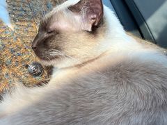 -艾贝尔宠物医院·24H转诊中心·肿瘤猫专科(江宁双龙店)