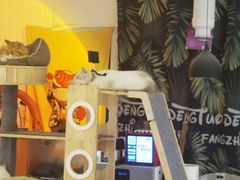 -平行世界·猫咖(首经贸店)