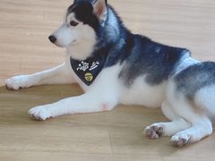 -Husky Go! 哈士奇体验馆·宠物咖啡厅狗咖