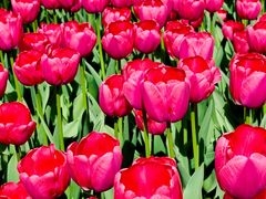 -洛阳郁金香牡丹园