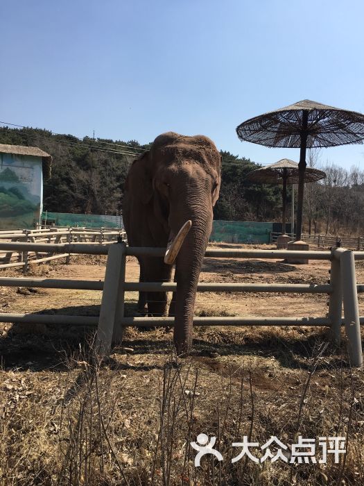 瀋陽森林動物園圖片 - 第1659張