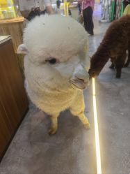 -神奇动物撸宠馆·羊驼·小浣熊·异宠(豫园店)