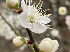 -广州市流溪河国家森林公园