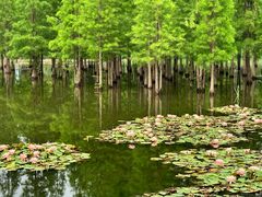 -白鹭湾湿地公园