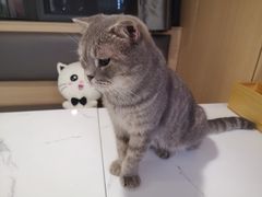 -喵园·猫主题咖啡厅·撸猫·猫咖(国贸店)