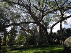 -瑞丽独树成林风景区