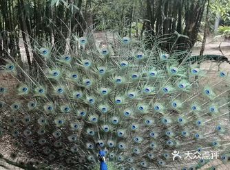 海南是个好地方,有山有海有美食,而自然环境好的地方