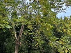 -汉长安城未央宫国家考古遗址公园