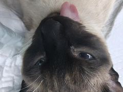 -瑞派康怡24h宠物医院·犬猫医疗中心·微创绝育(瑞景分院)