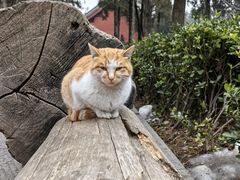 -洛阳白马寺