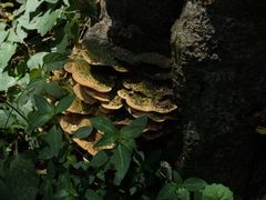 -杭州植物园