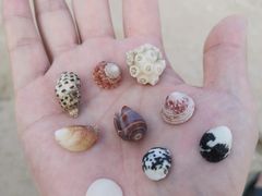 -贝壳沙滩