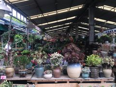-曲阳花鸟市场(曲阳路店)