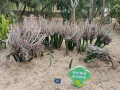 -东莞植物园