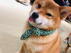 -逗柴咖啡屋·狗咖猫咖宠物桌游