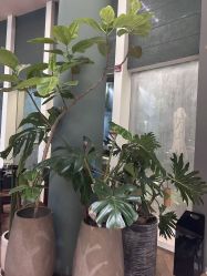 -娇玫荟SPA