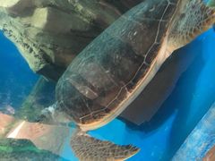 -广东惠东海龟国家级自然保护区