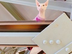 -more than meow吴止猫主题餐厅(承德 中船汇店)