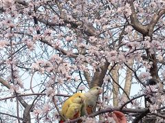 -桃花堤公园