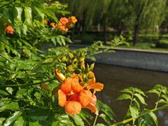 -元大都城垣遗址公园