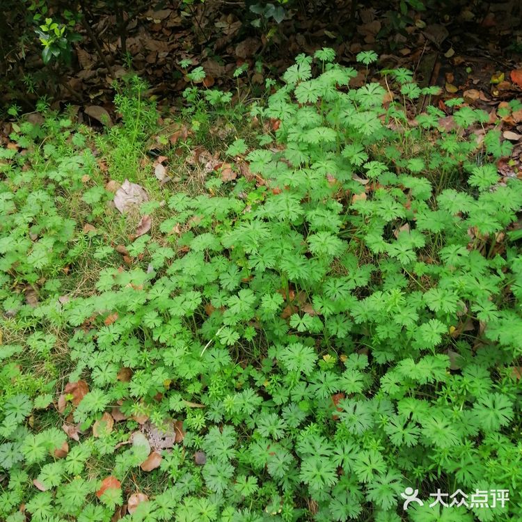 看到一片小草，不知道她的名字，就在一块空地上长开了