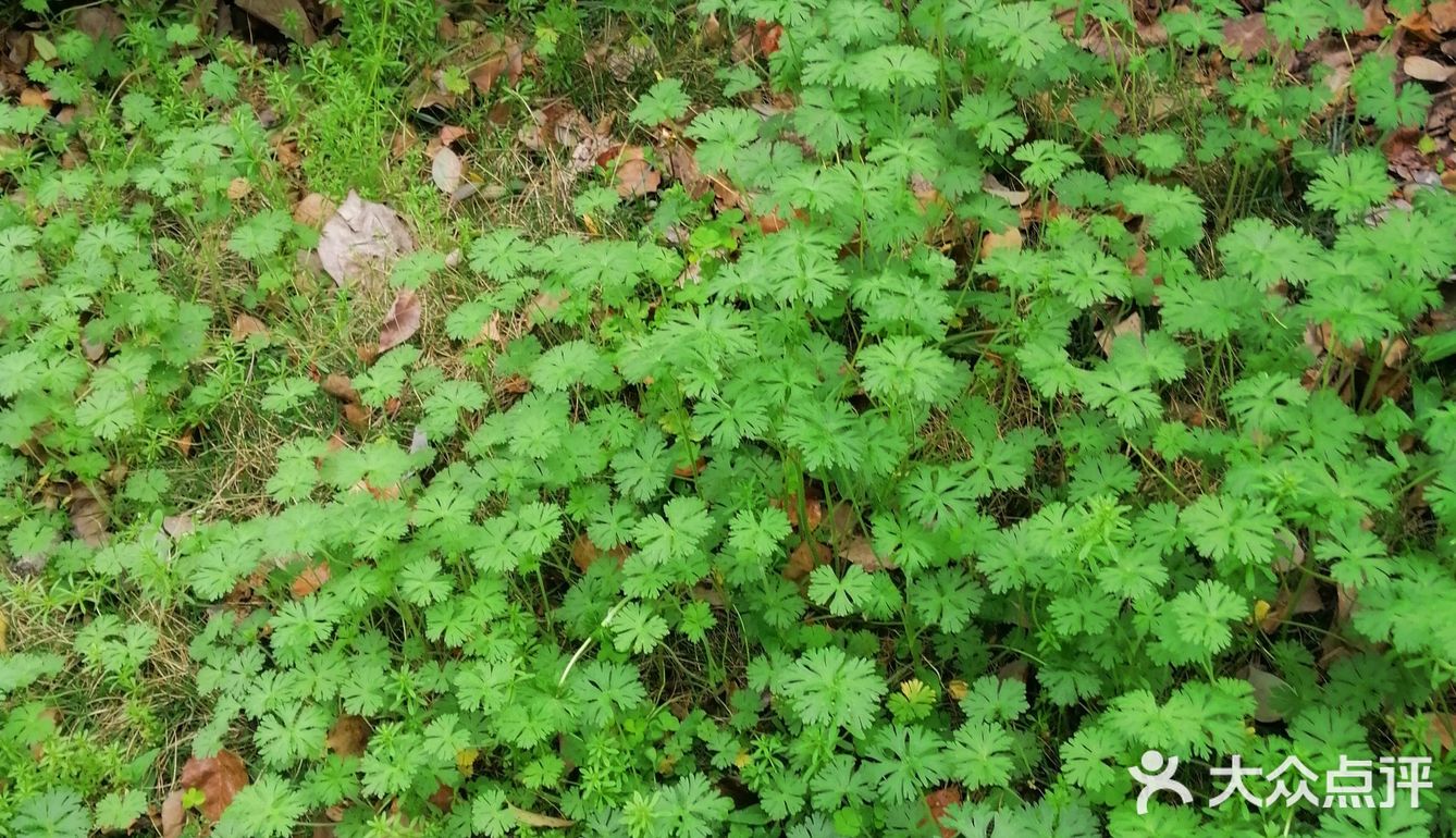 看到一片小草，不知道她的名字，就在一块空地上长开了