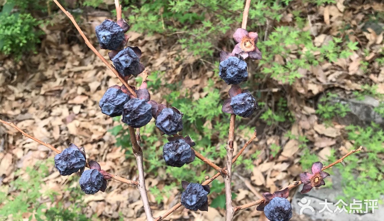 位置:後山可以自己爬,還有野山棗,槐花 房間大小