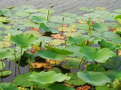 -天津东丽湖风景区