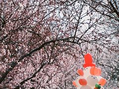 -桃花堤公园