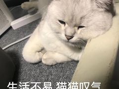 -伟伟宠物医院·瑞派猫友好医院·猫科(光谷店)