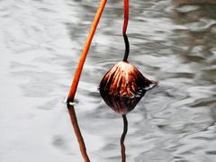 -大宁郁金香公园-停车场