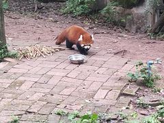 景点-成都大熊猫繁育研究基地