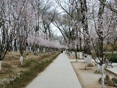 -桃花堤公园