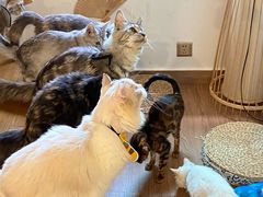 -楼上猫咖(罗湖店)