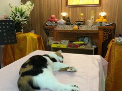 -翡翠森林宠物火化殡葬(通州店)