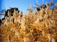 -野鸭湖国家湿地公园