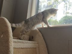 -伟伟宠物医院·CT影像中心·瑞派犬猫综合性门诊(汉口总院)