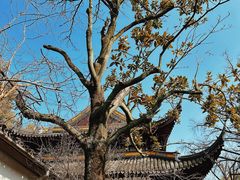 -西园戒幢律寺