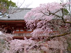 -醍醐寺
