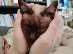 -吉丁鸟咖·异宠·寄养