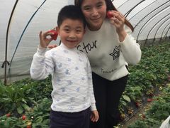 -喜杨洋草莓采摘园