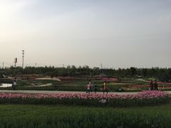 -金卉庄园