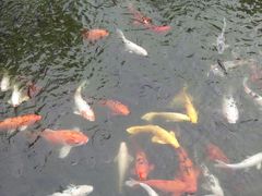 -南湖梦幻岛