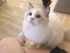 -滚猫咖啡·猫咖·猫友好撸猫(未来城店)