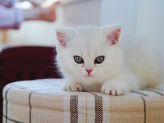 -糯米喵星人总部直营旗舰店·猫舍·幼猫出售