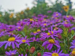 -铁山坪森林公园