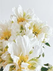 -Oasis Beauty水磨坊科技美肤中心